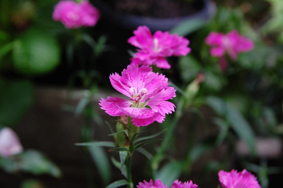 Dianthus monspessulanus
