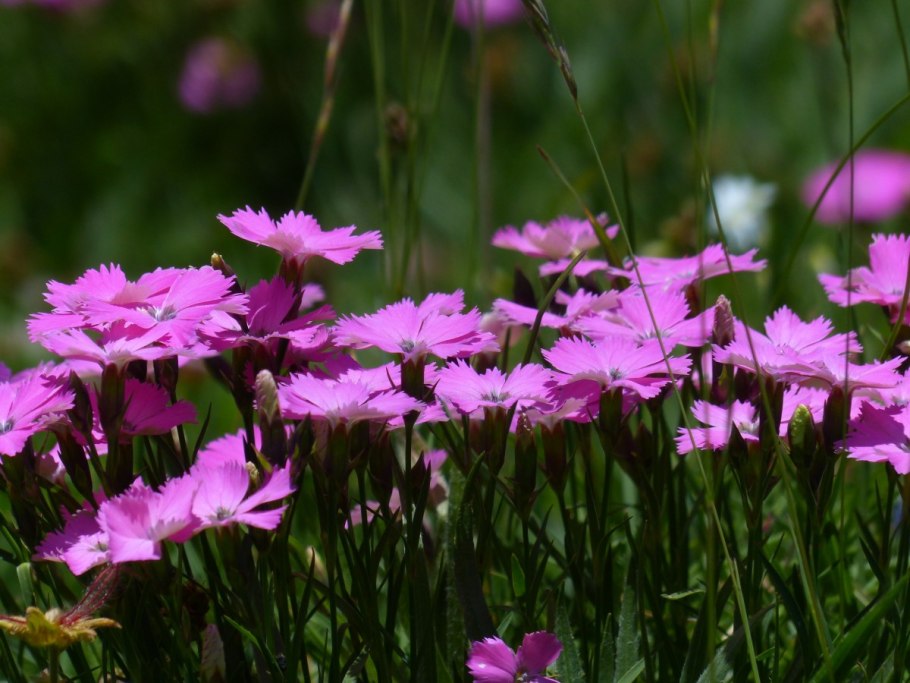 Гвоздика dianthus pavonius