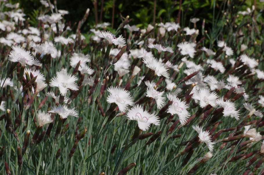 Dianthus fragrans