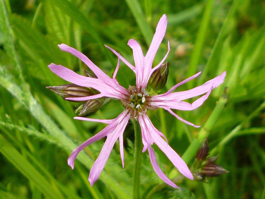 Смолевка поникшая формула цветка