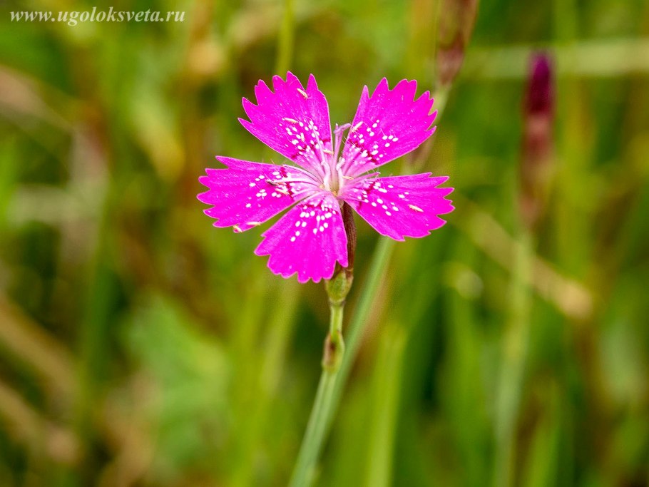 Silene samojedorum