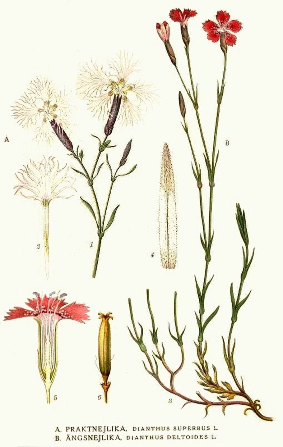 Dianthus deltoides