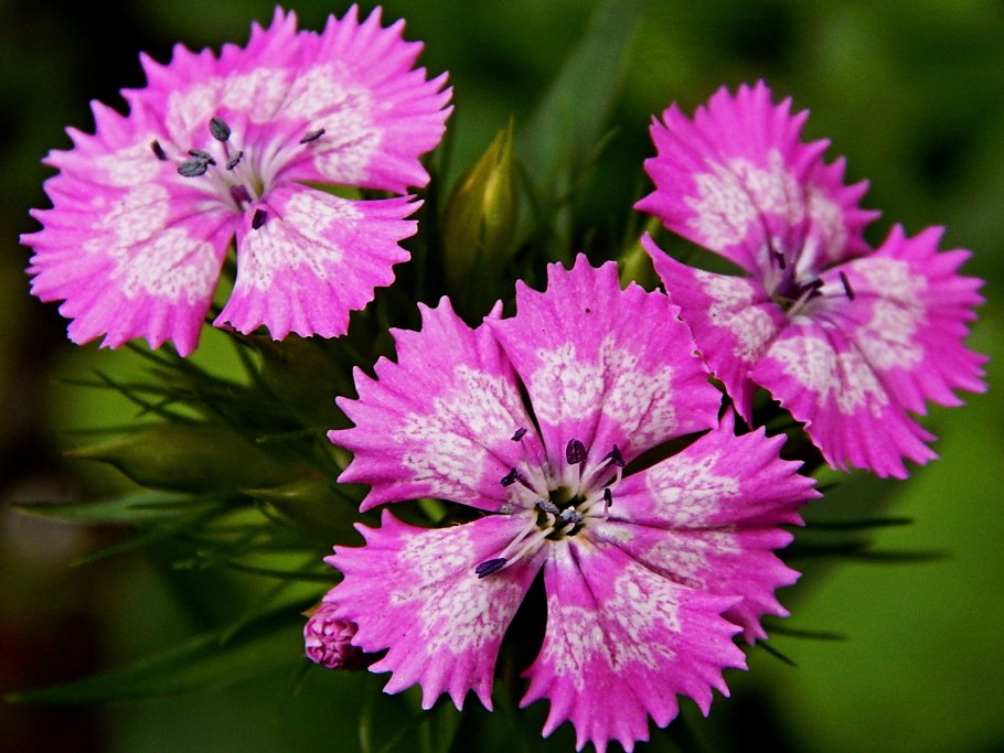 Caryophyllaceae – чиннигулдошлар – Гвоздичные