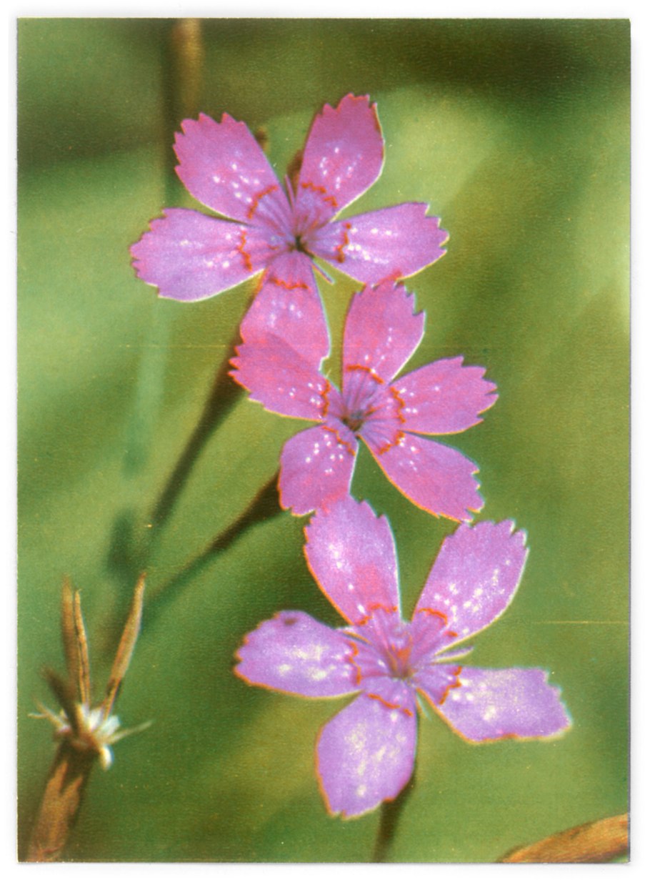 Плоды гвоздичных