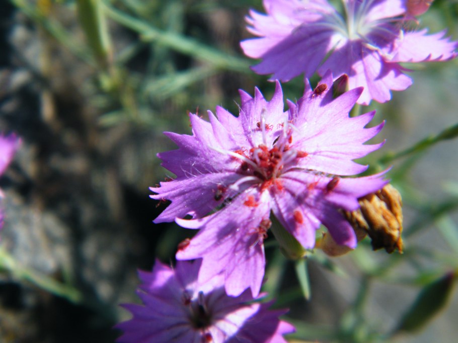 Гвоздичные Caryophyllaceae растения Ненецкого АО