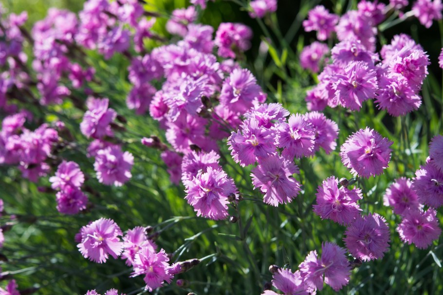 Dianthus tros Katsura