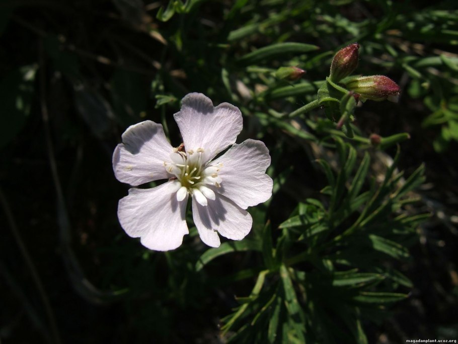 Смолевка сахалинская