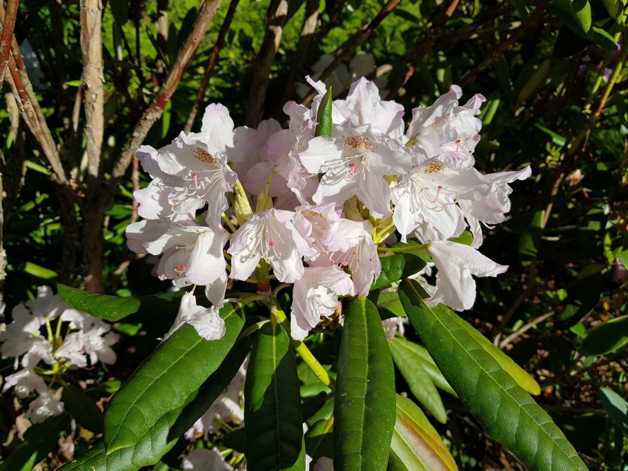 Рододендрон Фори Rhododendron brachycarpum