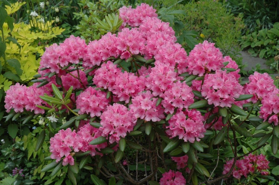 Rhododendron Cecile
