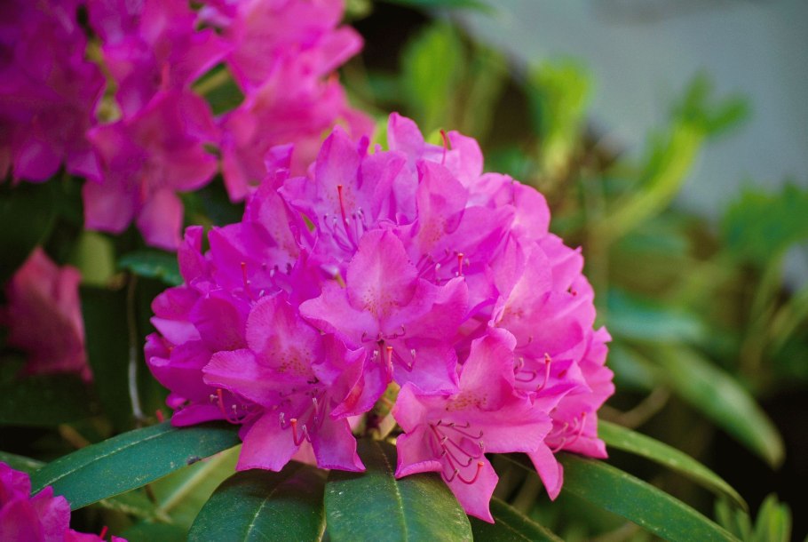 Rhododendron kiusianum