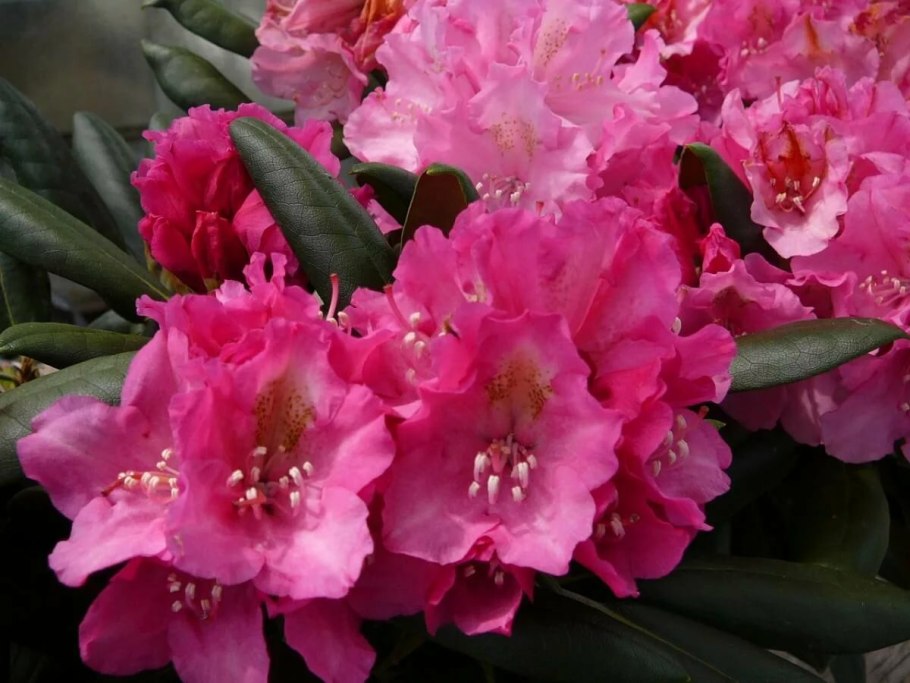 Рододендрон Смирнова Rhododendron smirnowii