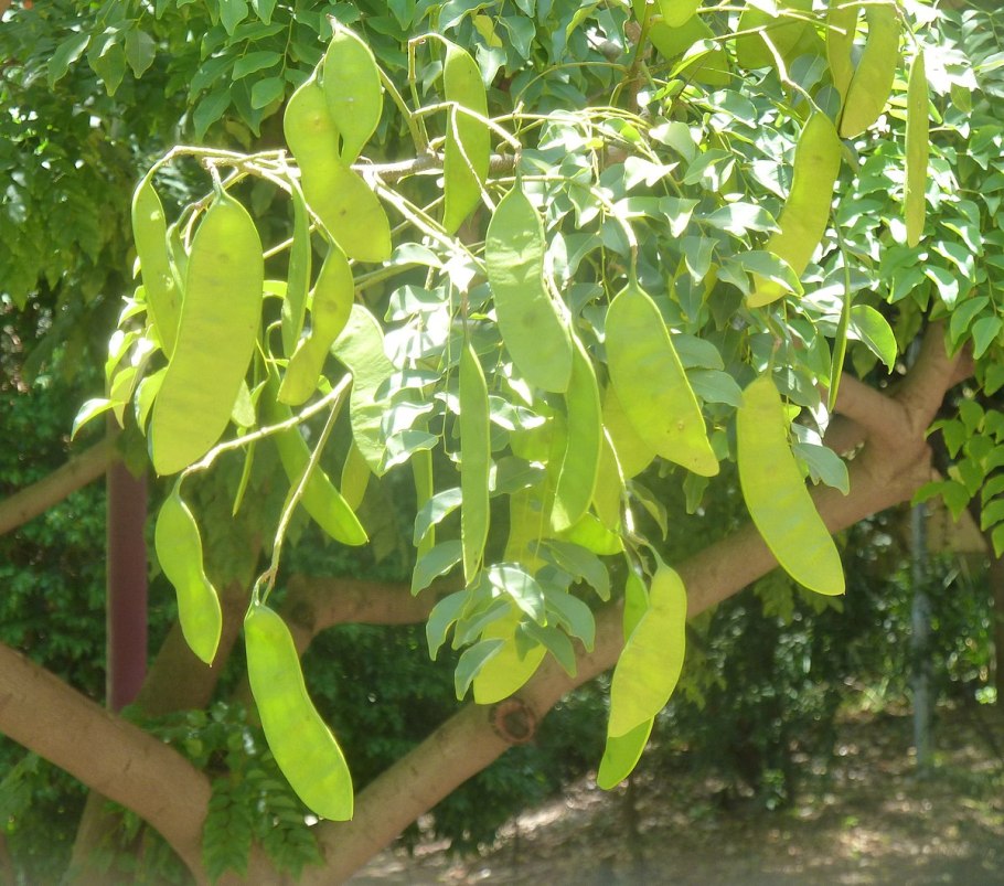 Эритрофлеум). Филиппинский