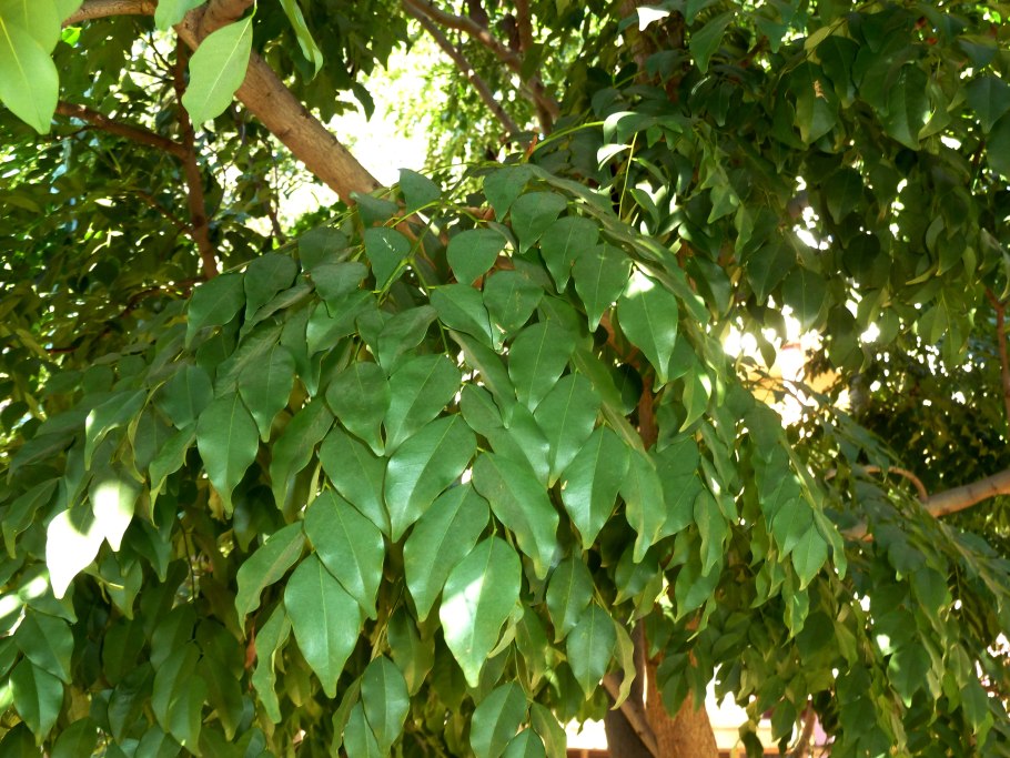 Эритрофелиуем Гвинейский