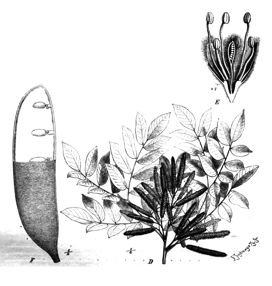 Эритрофлеум Гвинейский