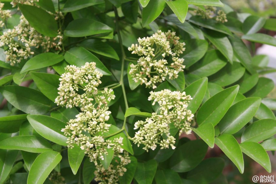 Орегонская сосна шпонированная