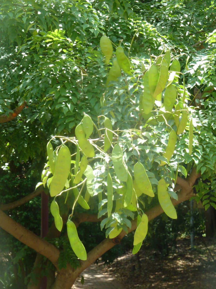 Эритрофелиуем Гвинейский