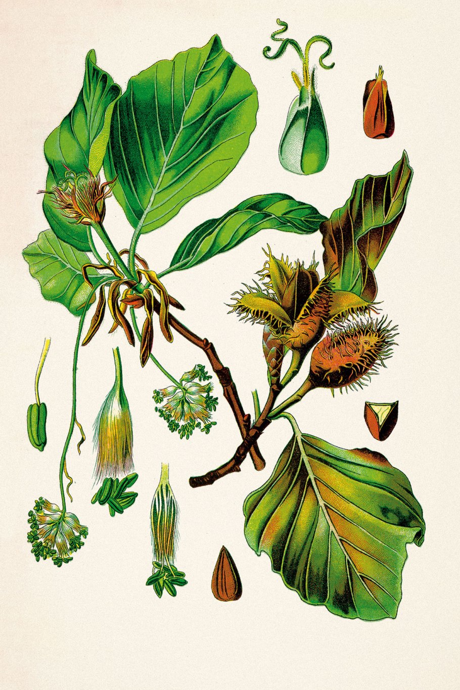 Керамогранит Фриули коричневый 30х30