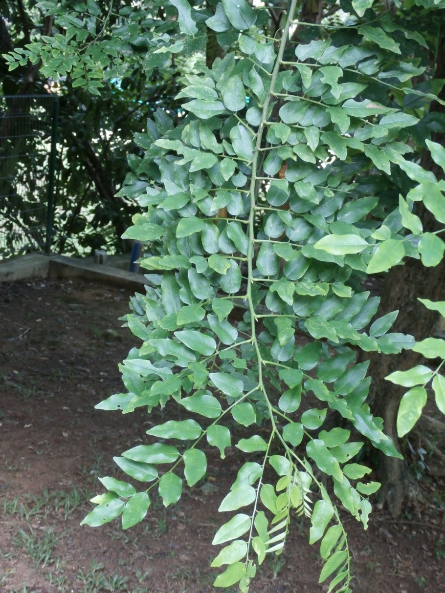 Эритрофлеум Гвинейский