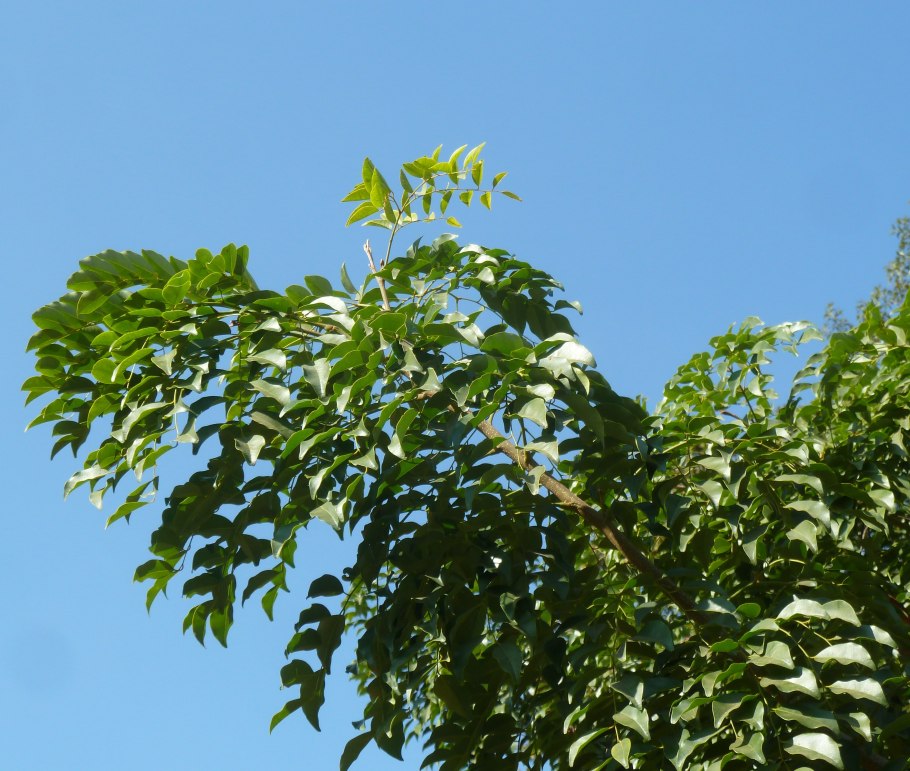 Aframomum angustifolium