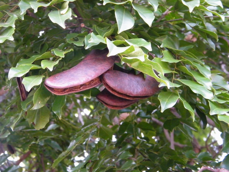 Эритрофелиуем Гвинейский