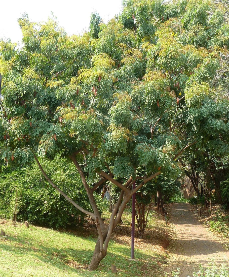 Erythrophleum Guineese