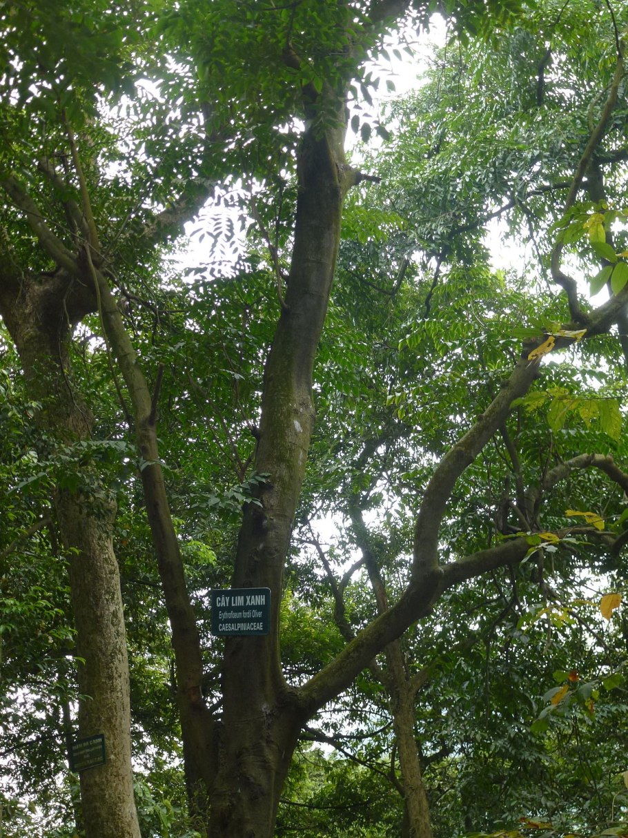 Эритрофлеум Гвинейский