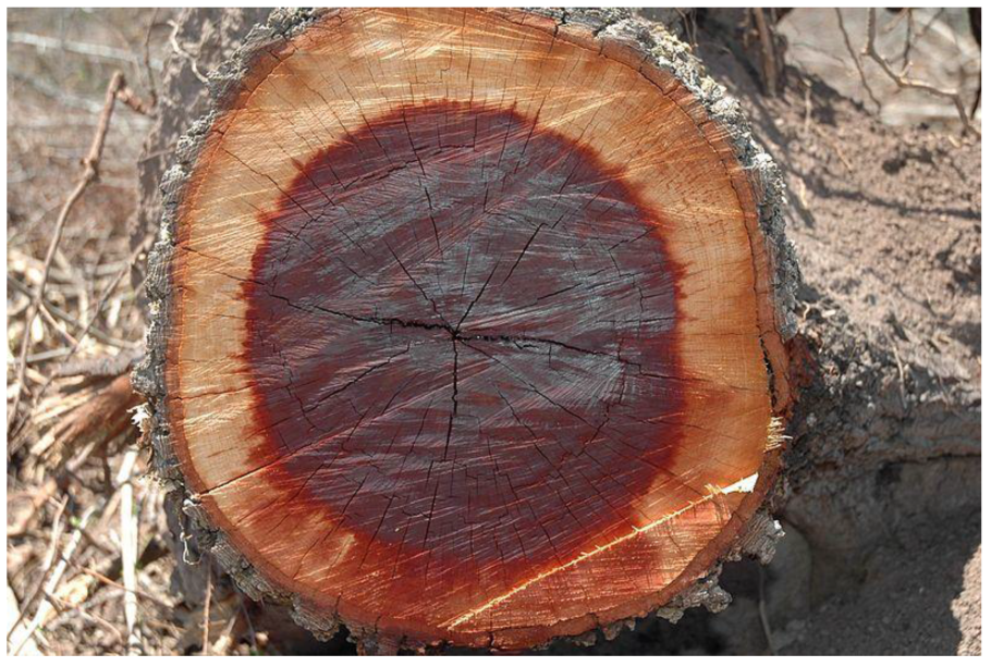 Холинергическая крапивница