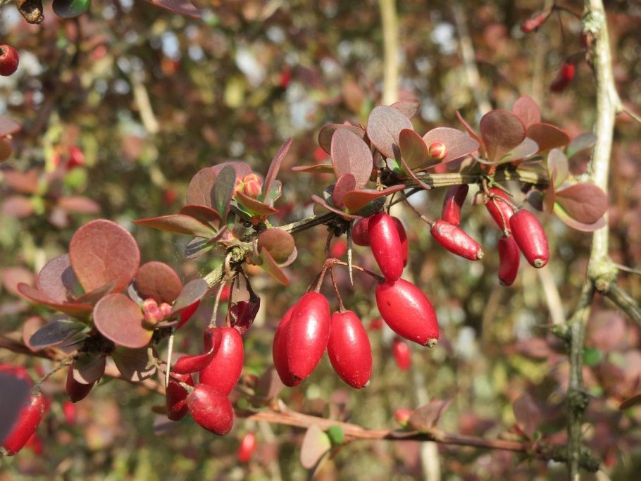 Барбарис обыкновенный (Berberis vulgaris l.)
