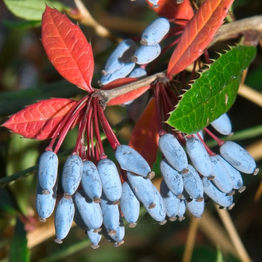 Барбарис обыкновенный Berberis vulgaris