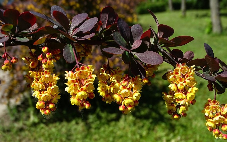 Барбарис обыкновенный кустарник