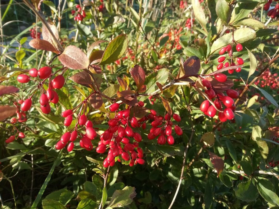 Барбарис колючий кустарник