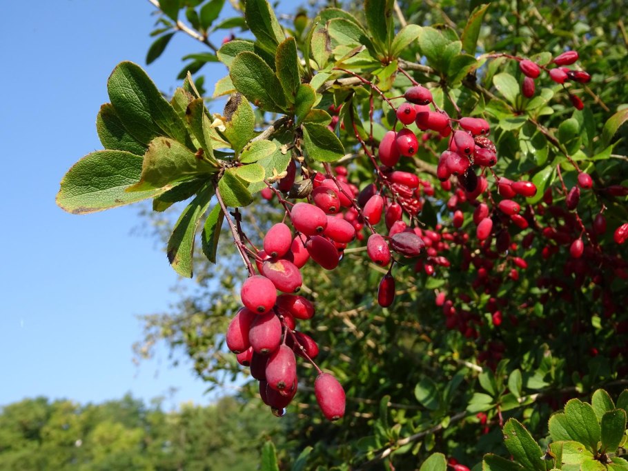 Барбарис обыкновенный Berberis vulgaris