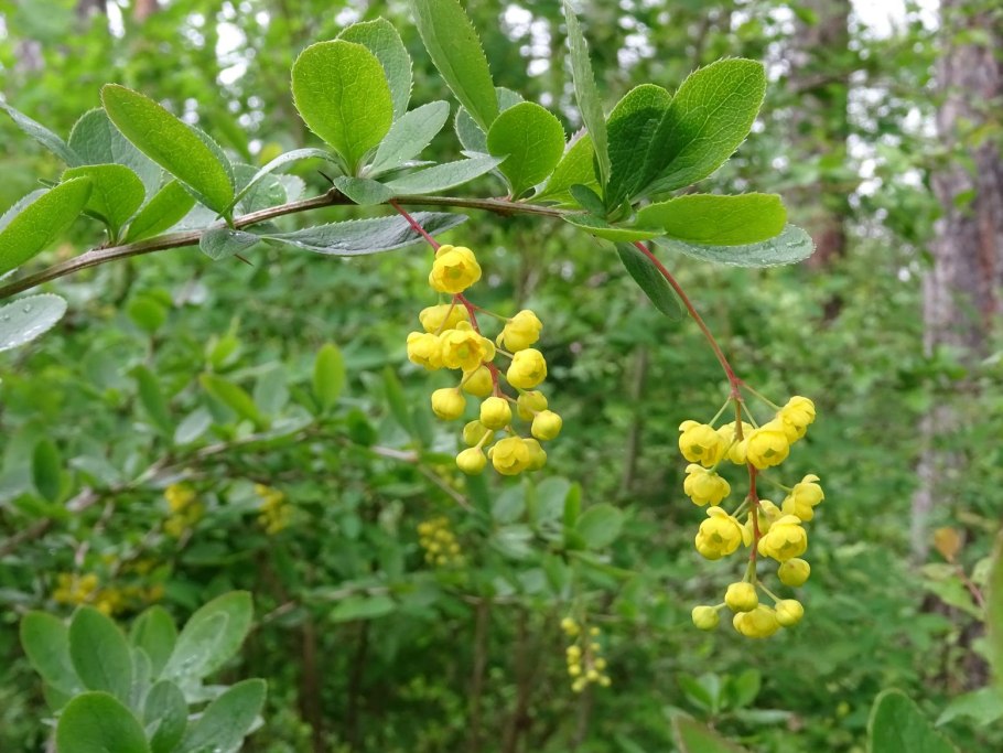 Барбарис цельнокрайний