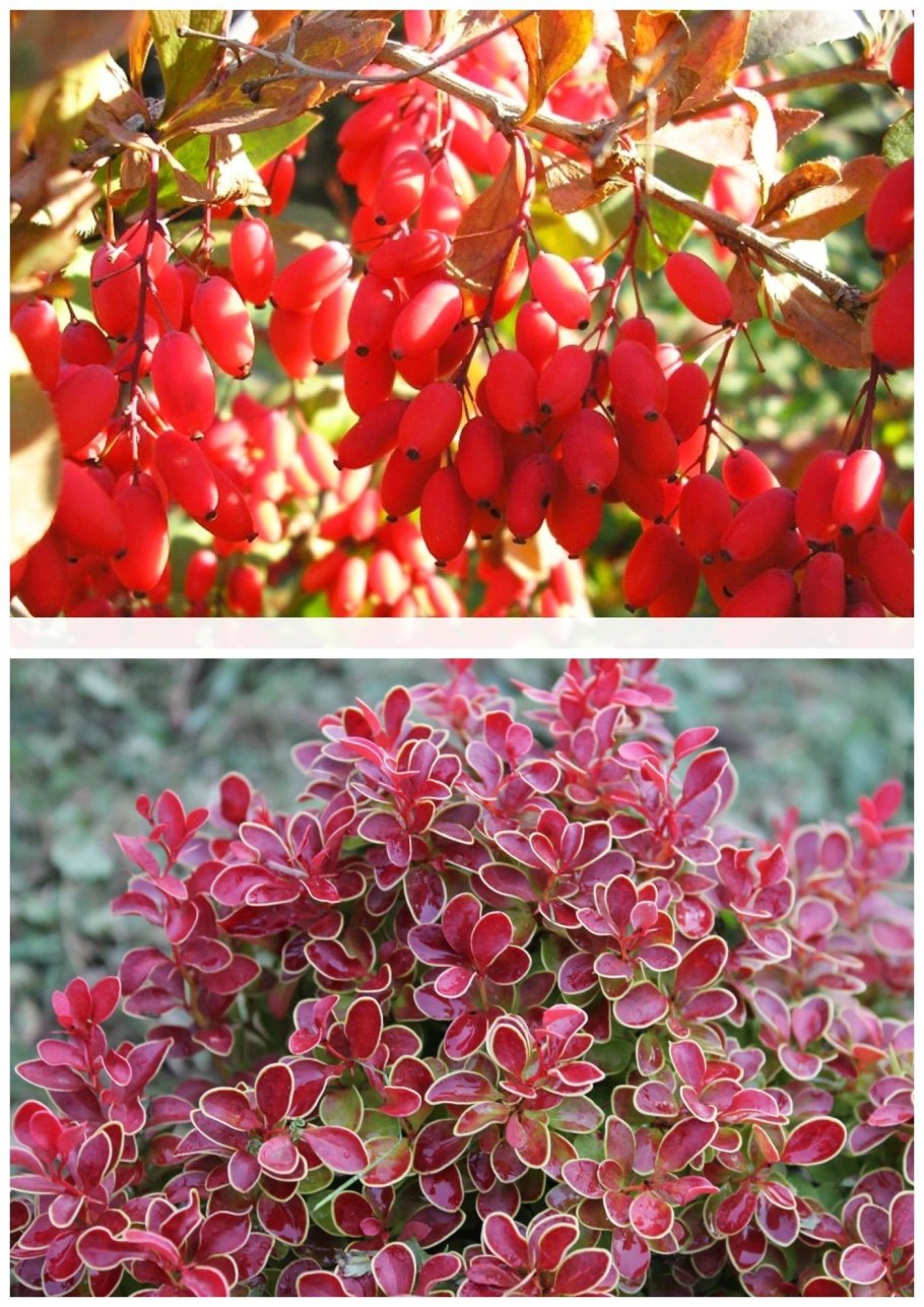 Кустарник Магония падуболистная ягоды