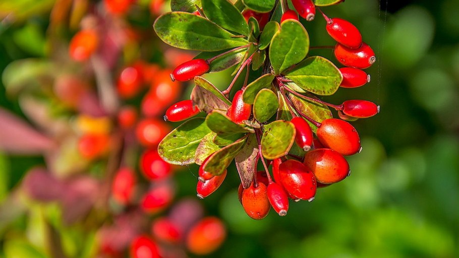 Барбарис растение