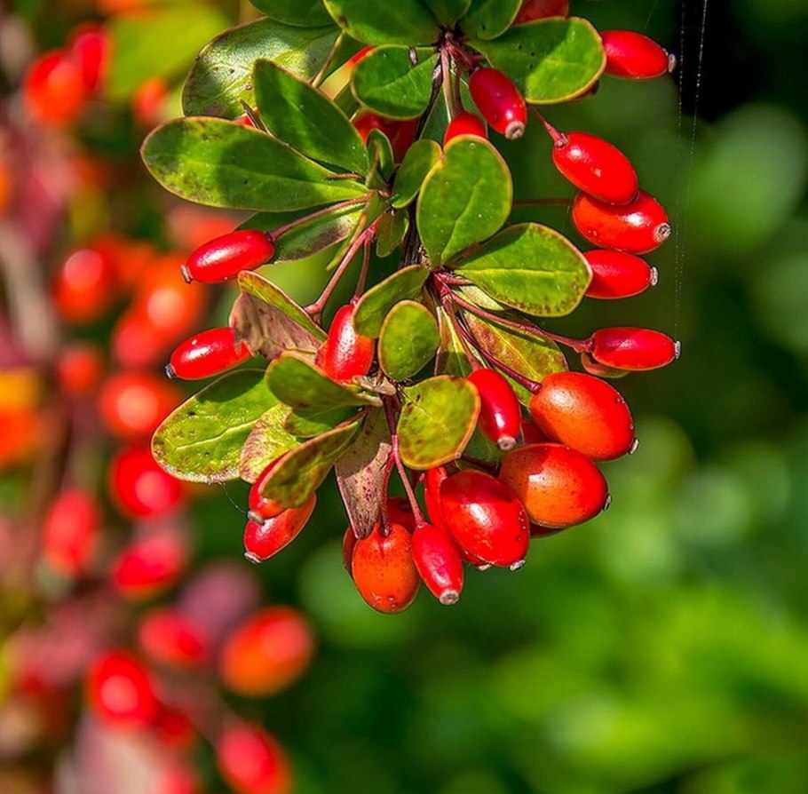 Барбарис обыкновенный Berberis vulgaris
