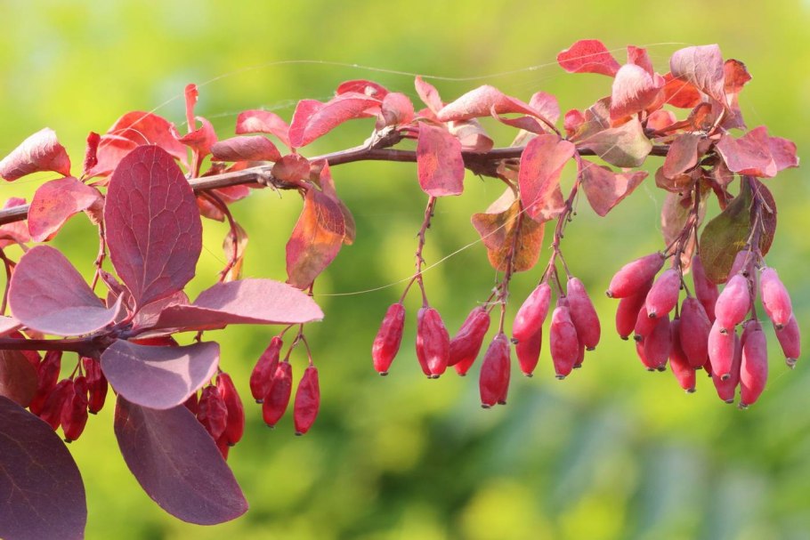 Барбарис (Berberis)