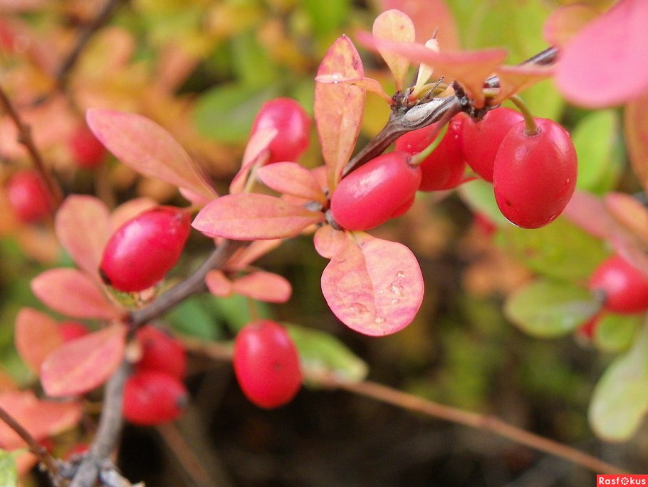 Барбарис монетчатый