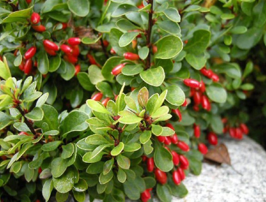 Барбарис thunbergii