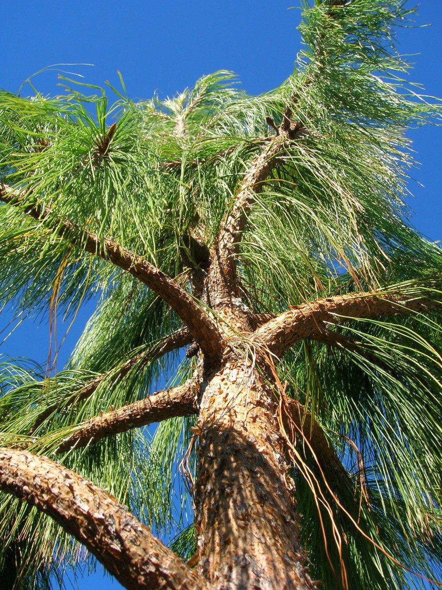 Pinus patula