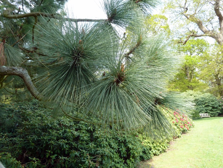 Пинус патула сосна