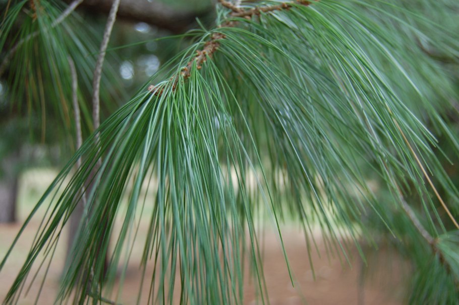 Pinus ayacahuite
