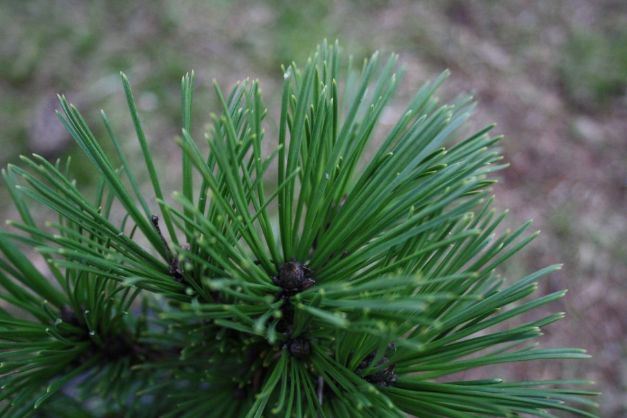 Сосна тропа зерно гнездо