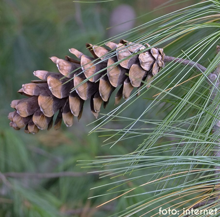 Сосна Монтесумы Крым