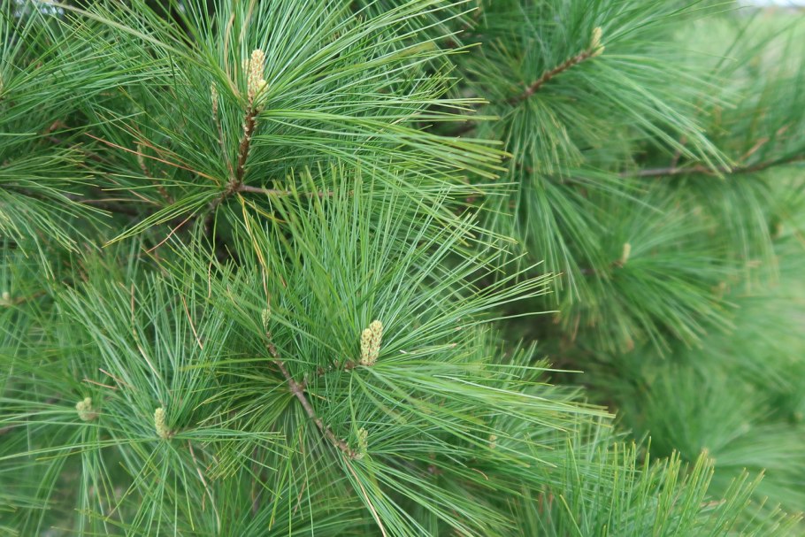 Pinus strobus