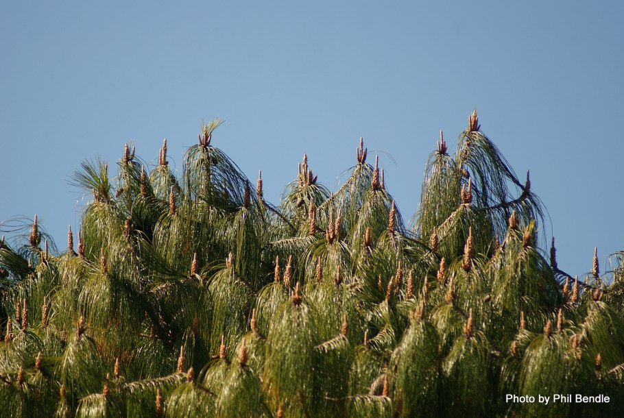 Длиннохвойная сосна Монтесумы