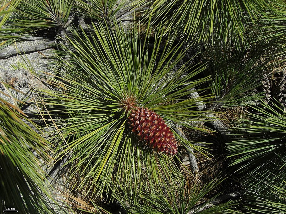 Pinus edulis кора