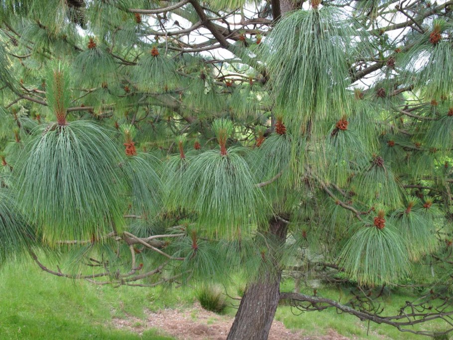 Pinus ponderosa margaret