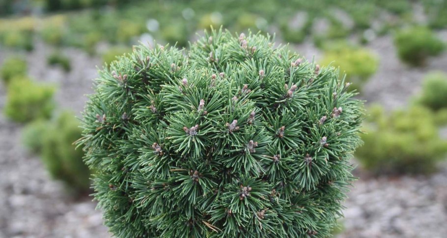 Сосна горная мопс