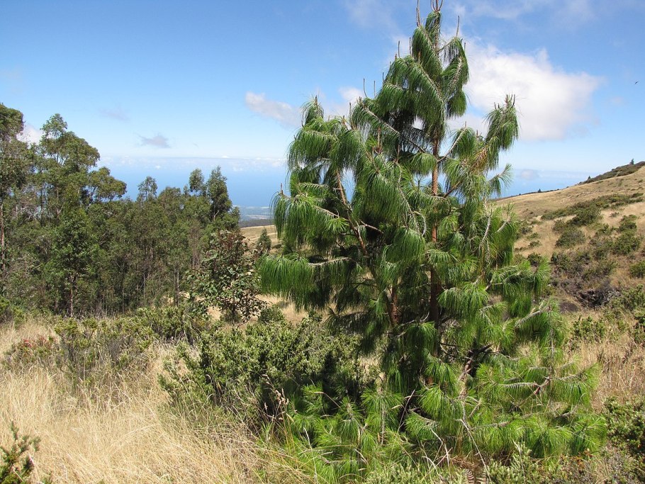 Сосна Горная Mops